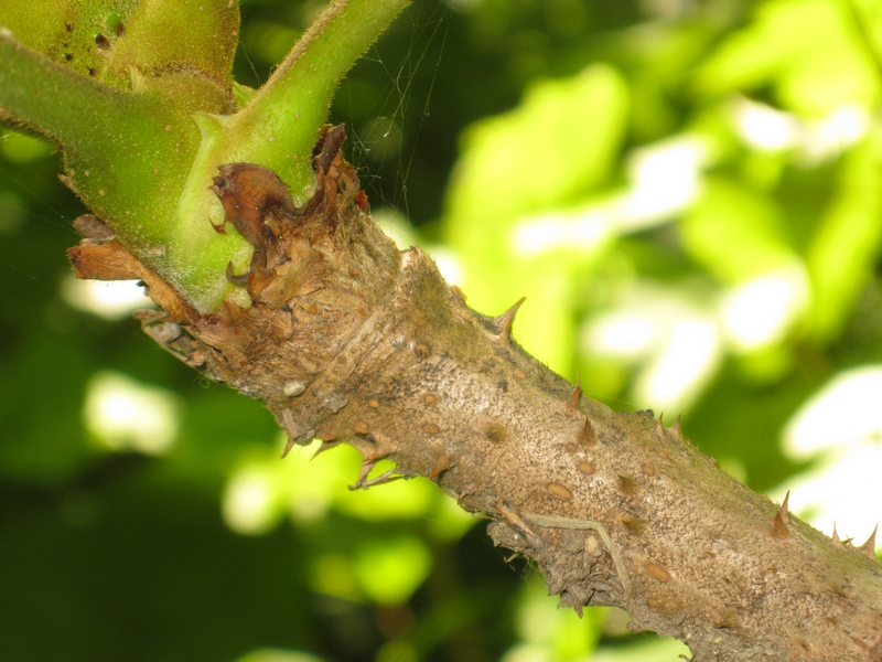 Image of Aralia elata specimen.