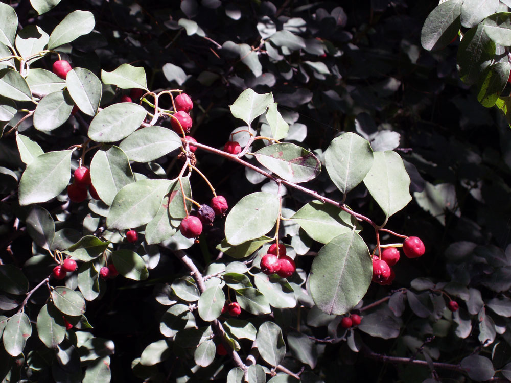 Image of genus Cotoneaster specimen.