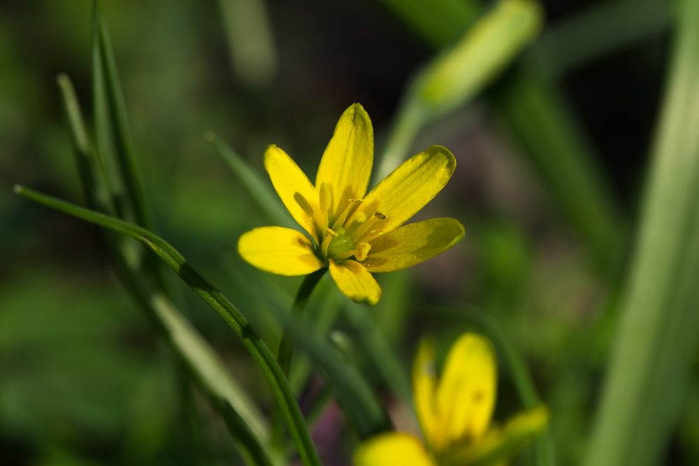 Изображение особи Gagea lutea.