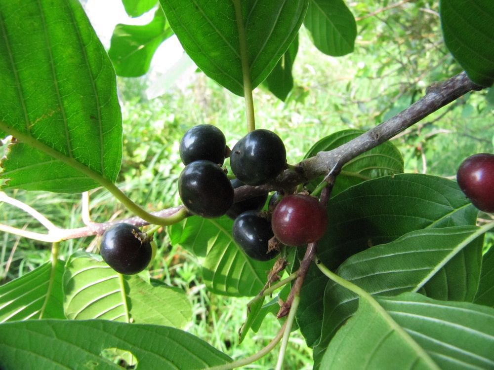 Image of Frangula alnus specimen.