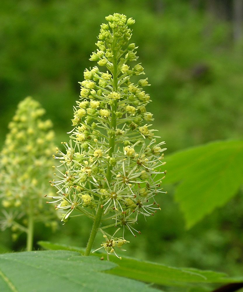 Image of Acer ukurunduense specimen.