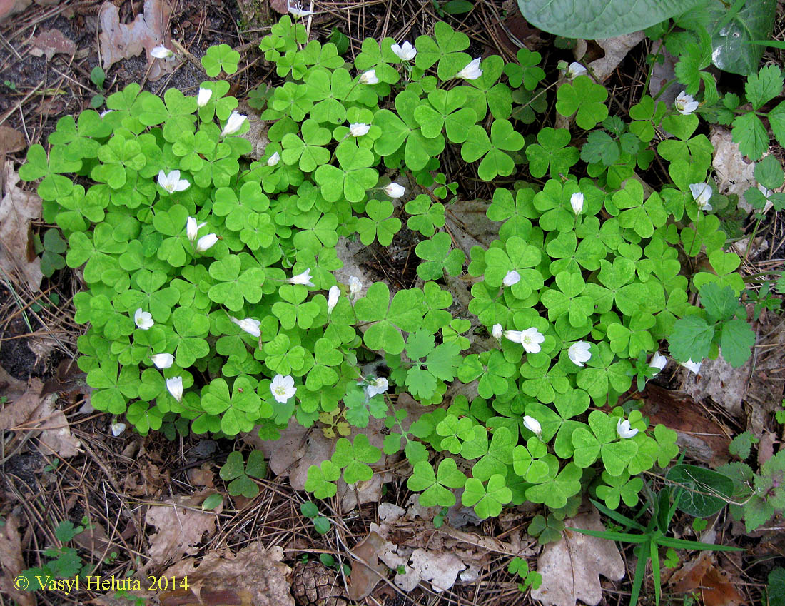 Изображение особи Oxalis acetosella.