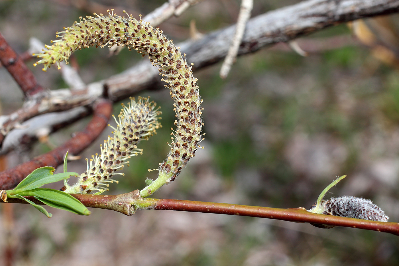 Image of Salix pycnostachya specimen.