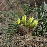 Astragalus utriger. Цветущее растение. Крым, Карадагский заповедник, биостанция. 9 апреля 2014 г.
