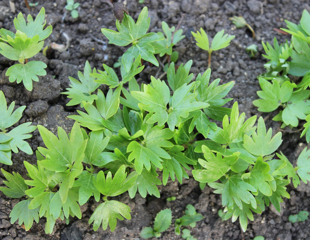 Image of Tilia cordata specimen.