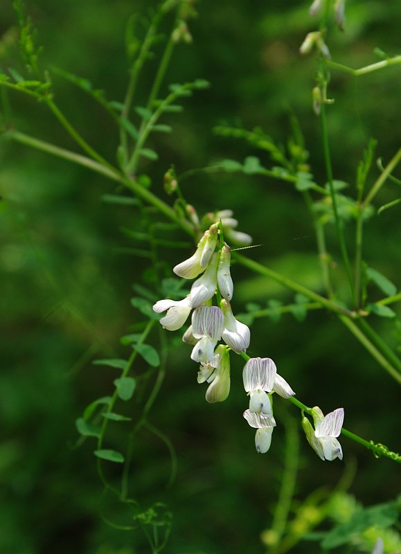 Image of Vicia sylvatica specimen.