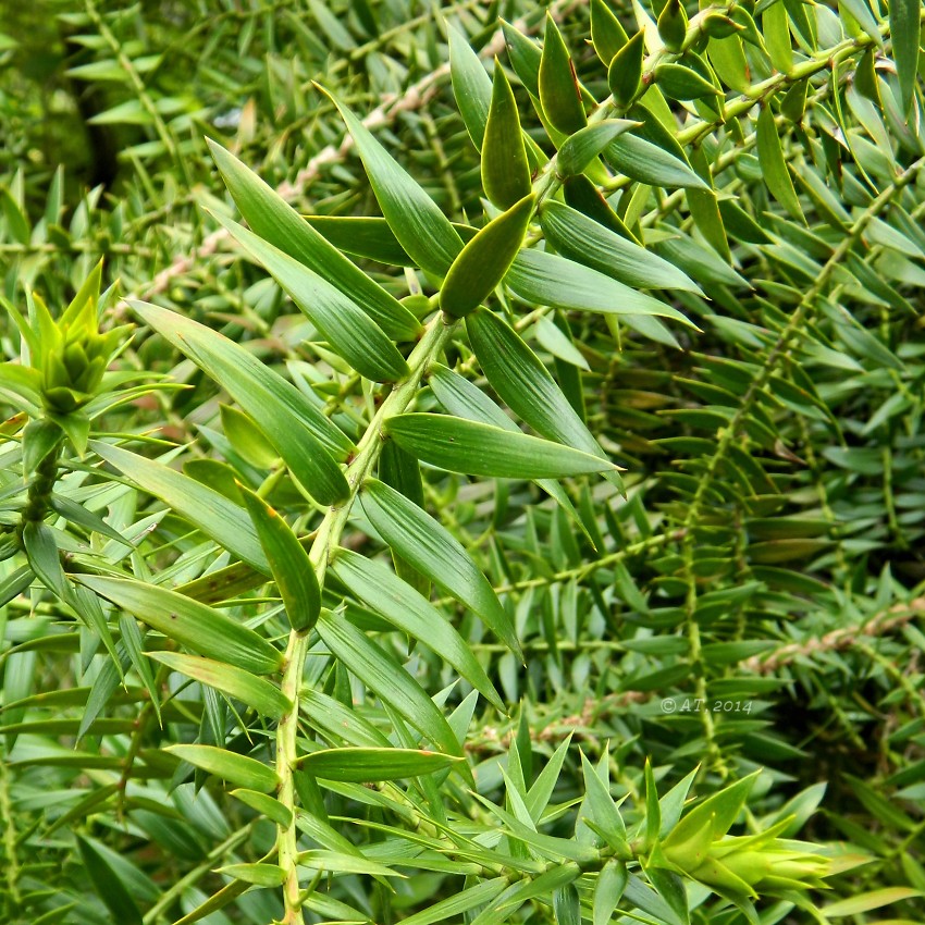 Image of Araucaria bidwillii specimen.