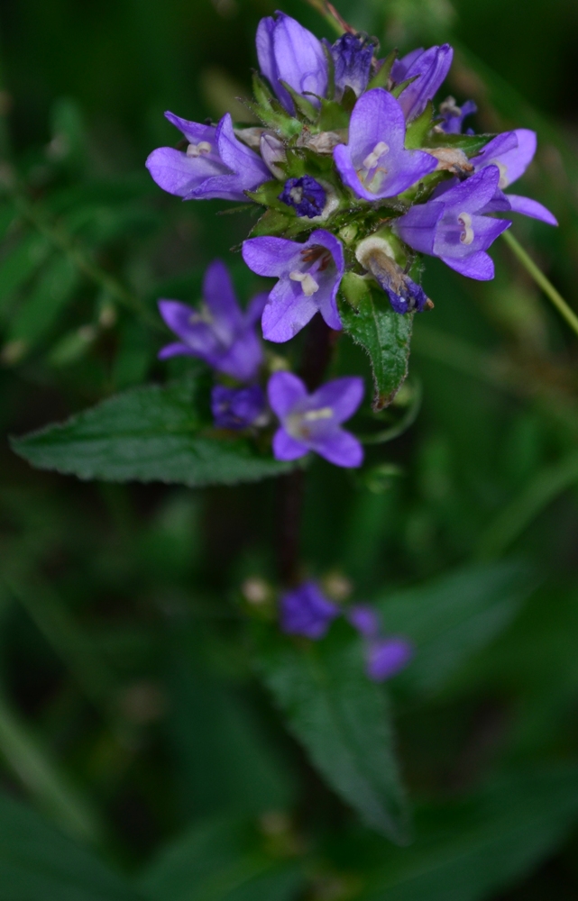 Image of Campanula glomerata specimen.