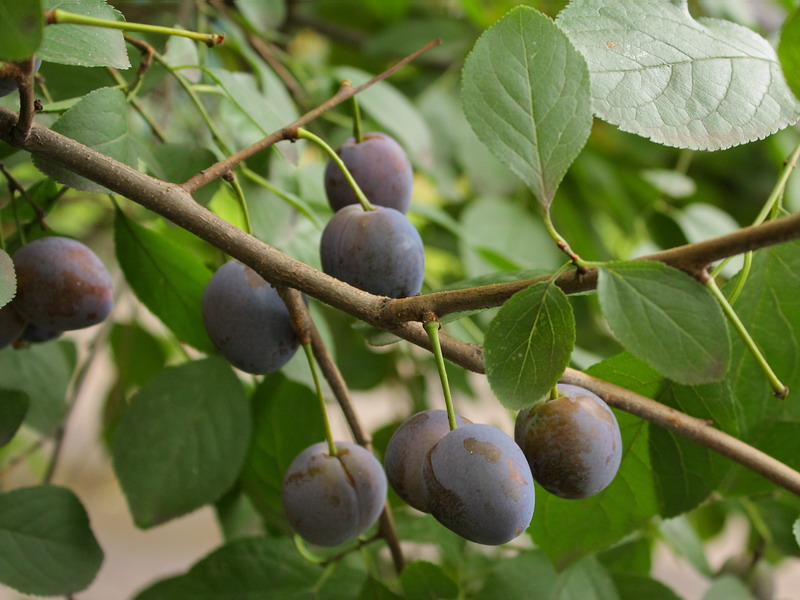 Image of Prunus domestica specimen.