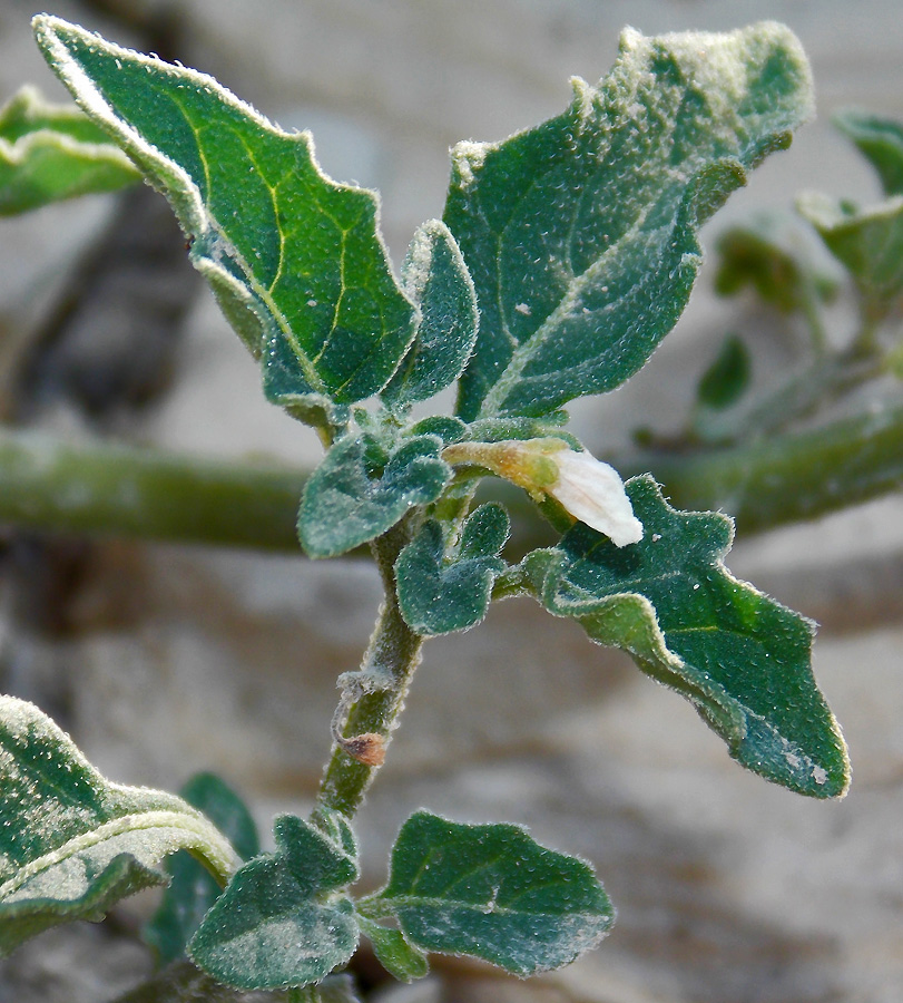 Image of Solanum woronowii specimen.