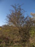 View full-size image Crataegus pentagyna