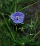 Geranium platyanthum. Часть соцветия с цветком и завязавшимися плодами. Бурятия, окр. пос. Баргузин, опушка смешанного леса. 14.07.2009.