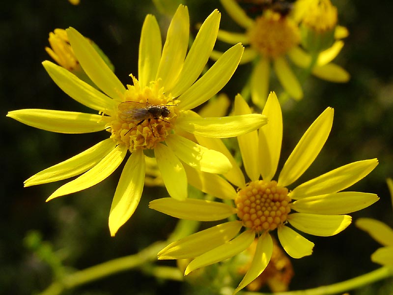 Изображение особи Senecio jacobaea.