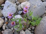 Aster sibiricus