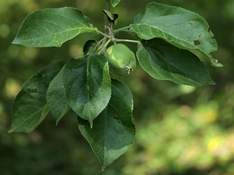 Image of Malus domestica specimen.