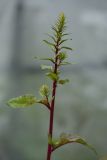 Beta vulgaris