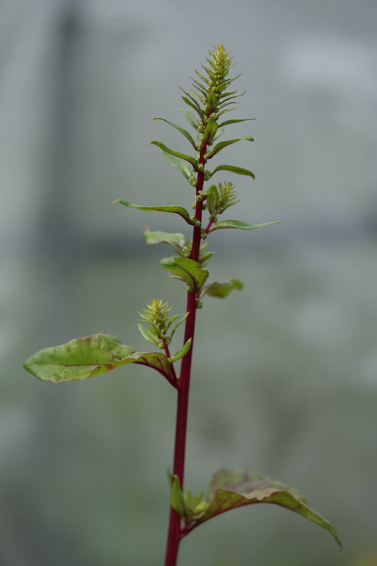 Изображение особи Beta vulgaris.