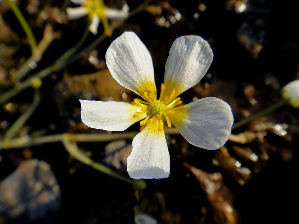 Image of genus Batrachium specimen.