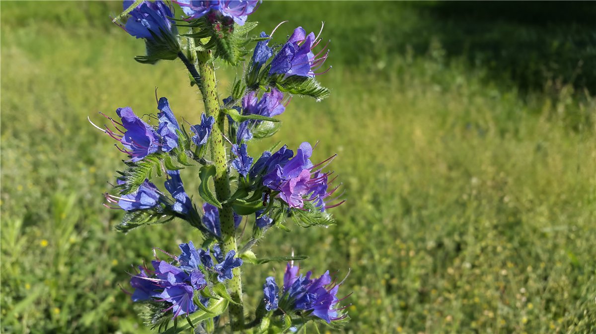 Image of Echium vulgare specimen.