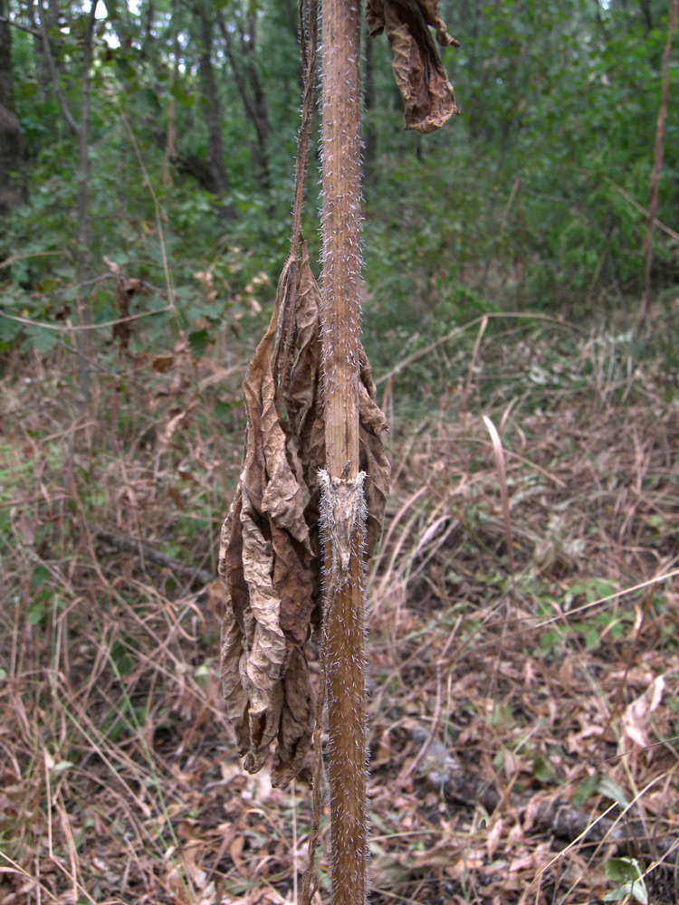 Image of Heracleum chorodanum specimen.