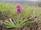 Dactylorhiza подвид georgica