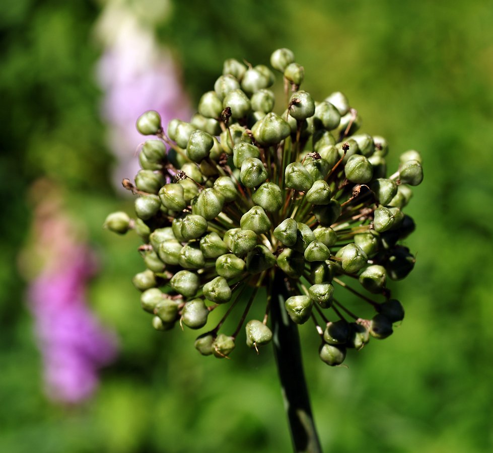 Image of Allium stipitatum specimen.