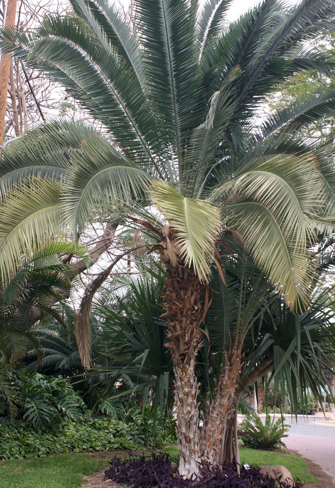 Image of Phoenix rupicola specimen.