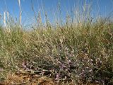 Astragalus tenuifolius