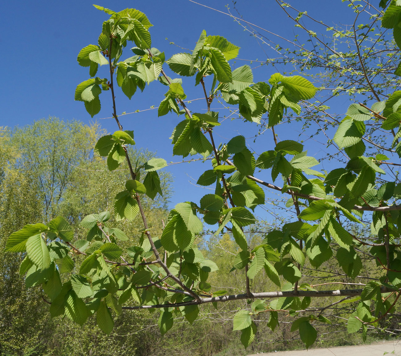 Image of Ulmus laevis specimen.