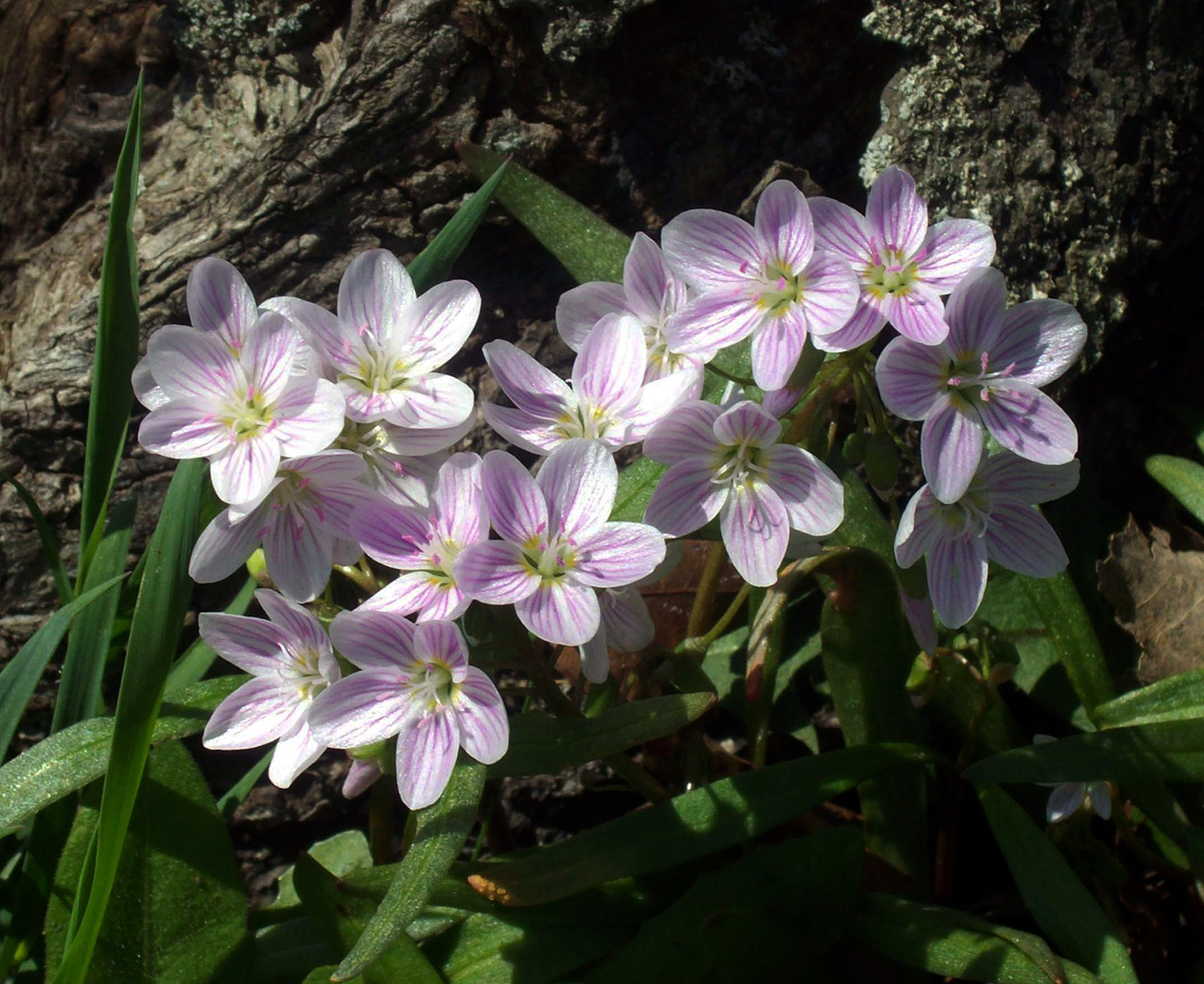 Image of Claytonia virginica specimen.