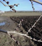 Ulmus pumila. Часть ветви с покоящимися почками. Краснодарский край, Кущёвский р-н, станица Шкуринская, обочина. 29.12.2009.