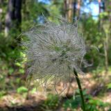 Pulsatilla uralensis. Плод. Свердловская обл., окр. г. Североуральск, лиственнично-елово-сосновый лес. 30.05.2014.