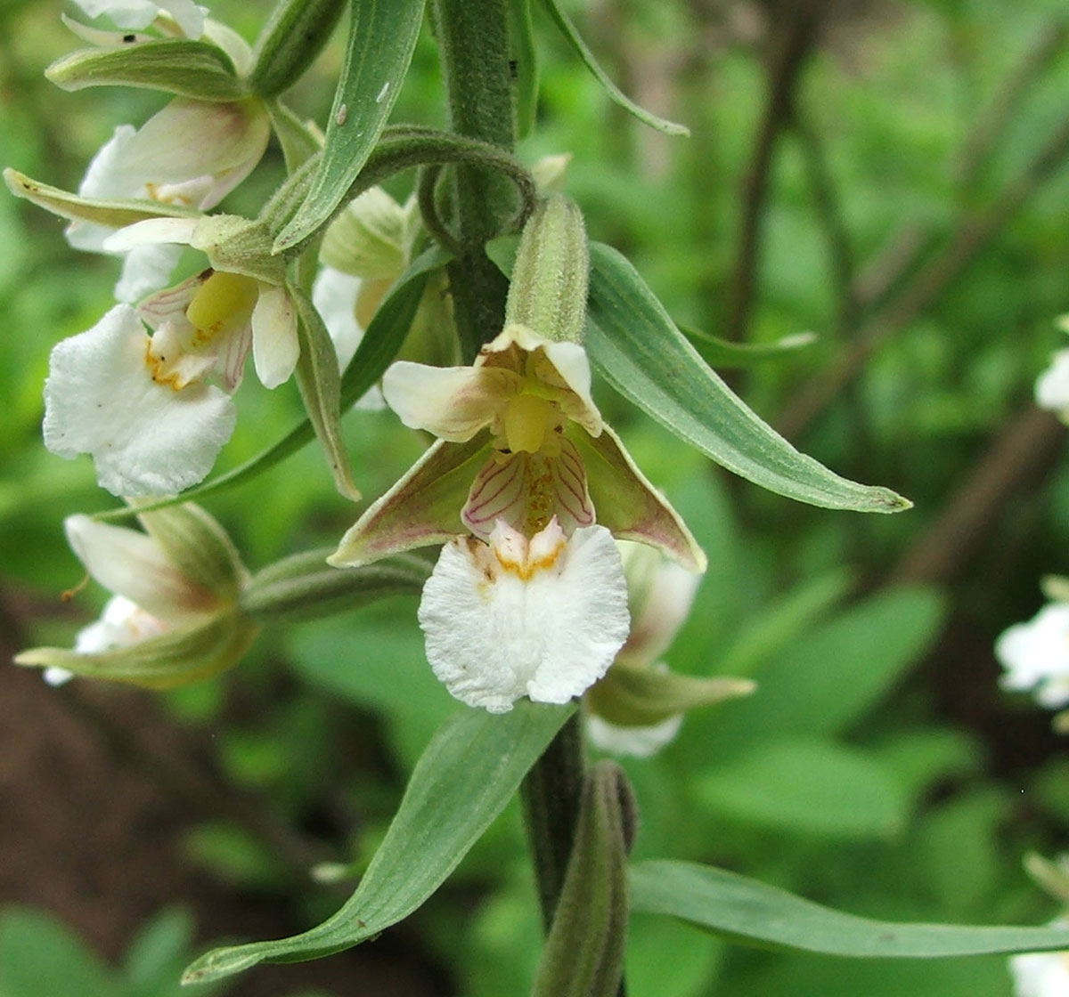 Изображение особи Epipactis palustris.