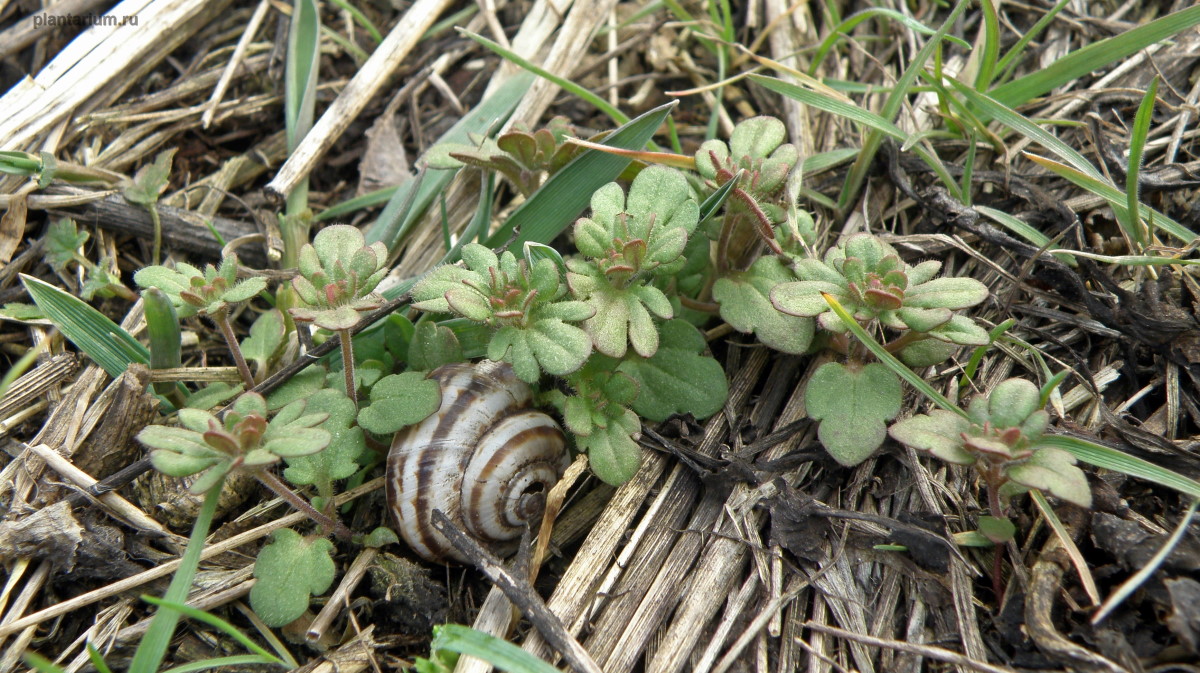 Image of Veronica triphyllos specimen.