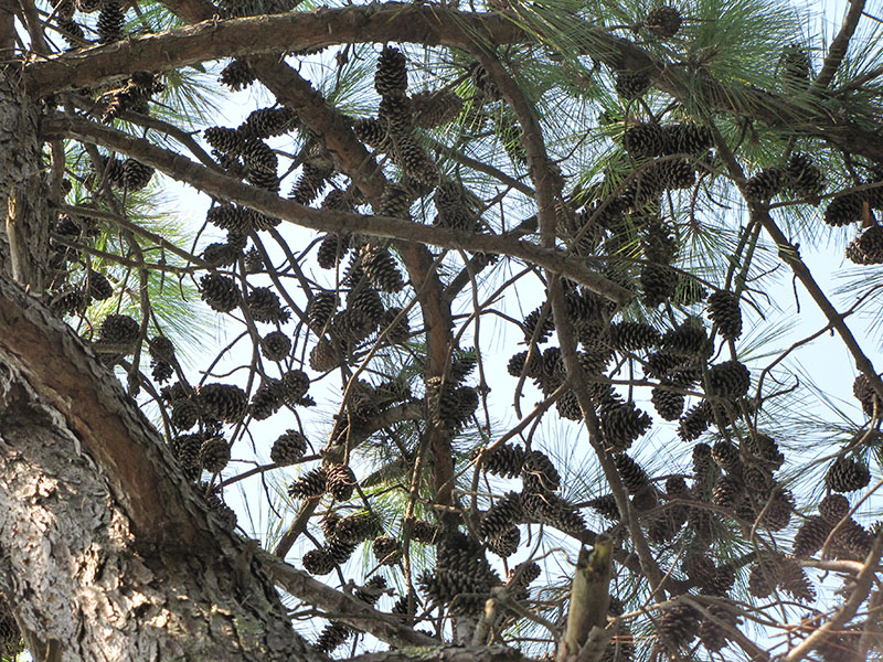 Image of genus Pinus specimen.