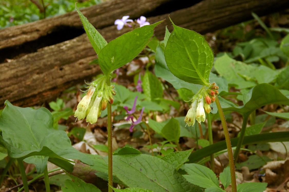 Image of Symphytum grandiflorum specimen.