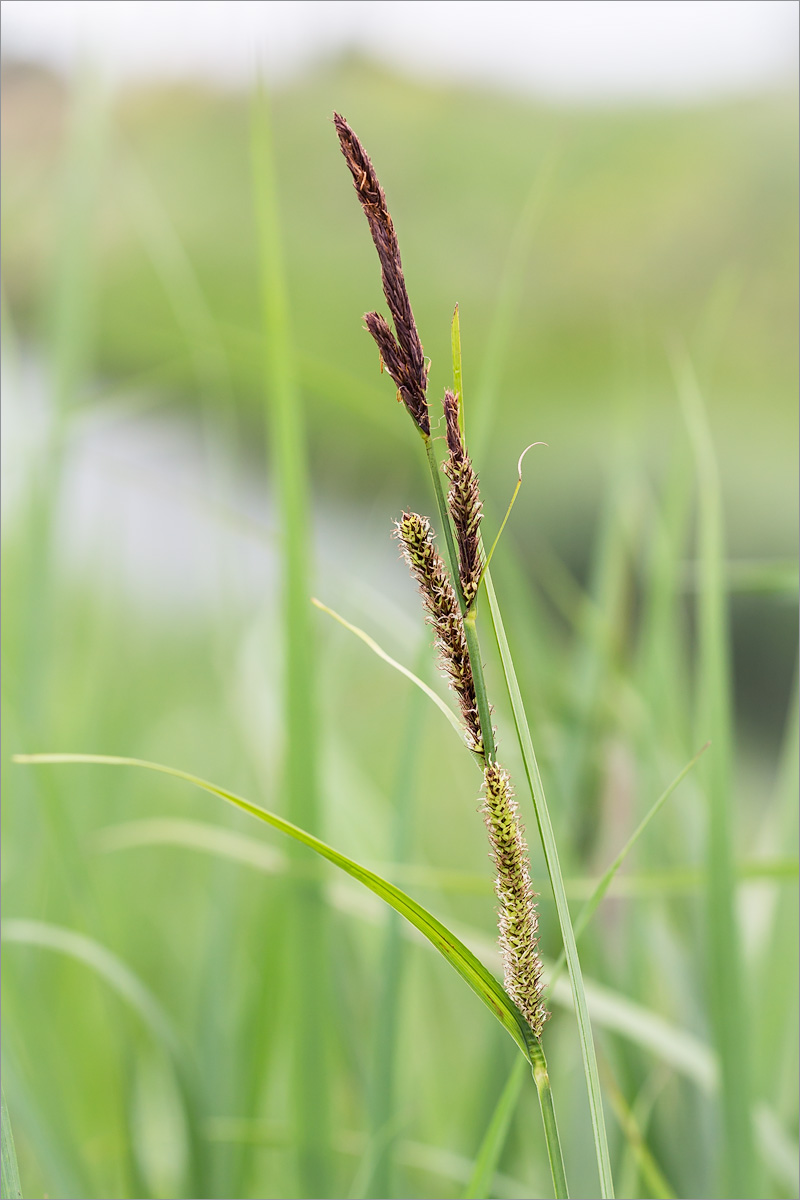 Image of Carex acuta specimen.