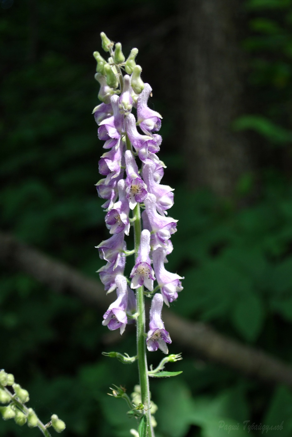 Image of Aconitum septentrionale specimen.