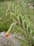 Onosma dichroantha