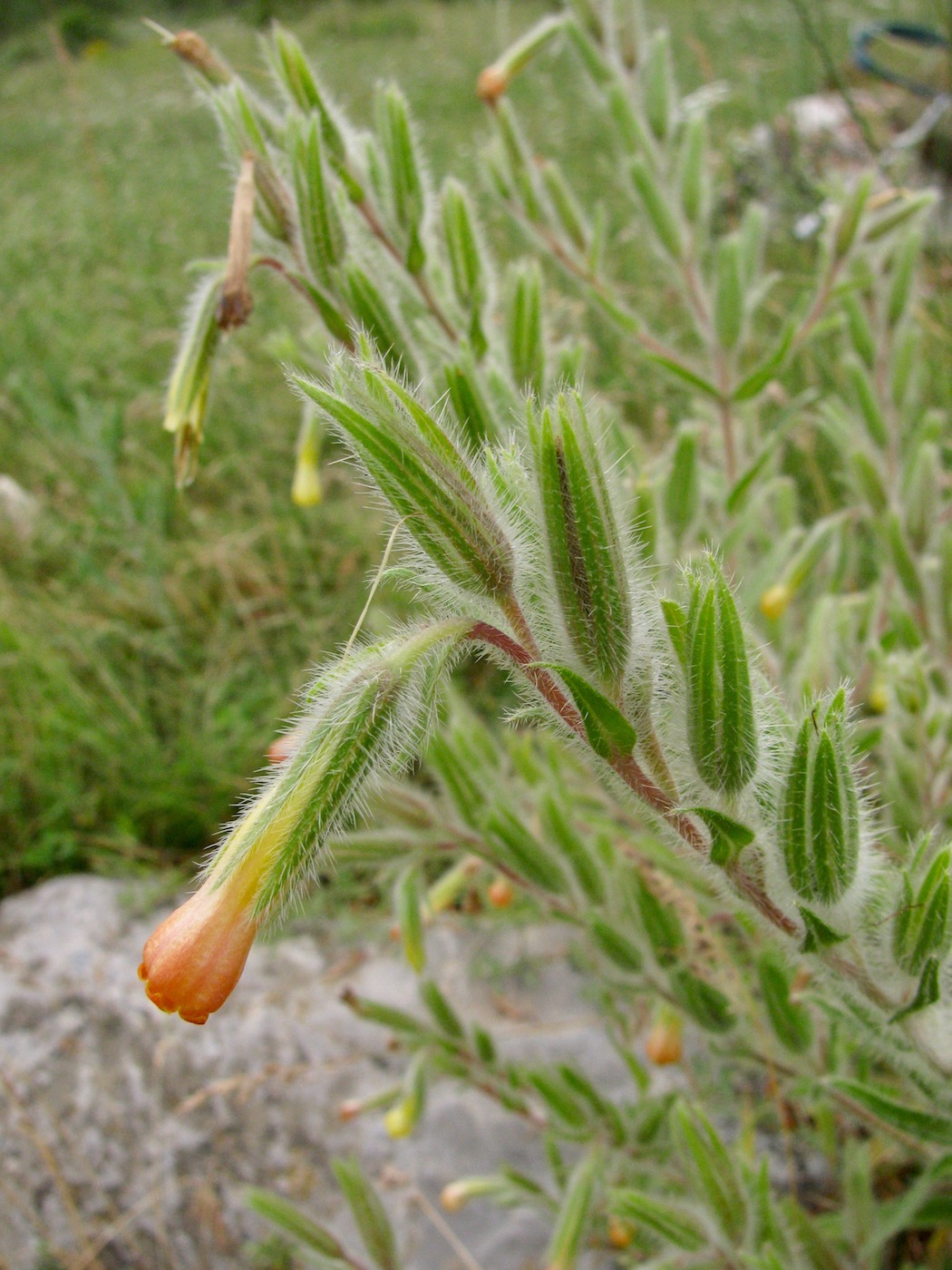 Изображение особи Onosma dichroantha.