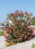 Nerium oleander. Цветущее растение. Греция, о. Крит, Ретимно (Ρέθυμνο), в культуре. 02.05.2014.