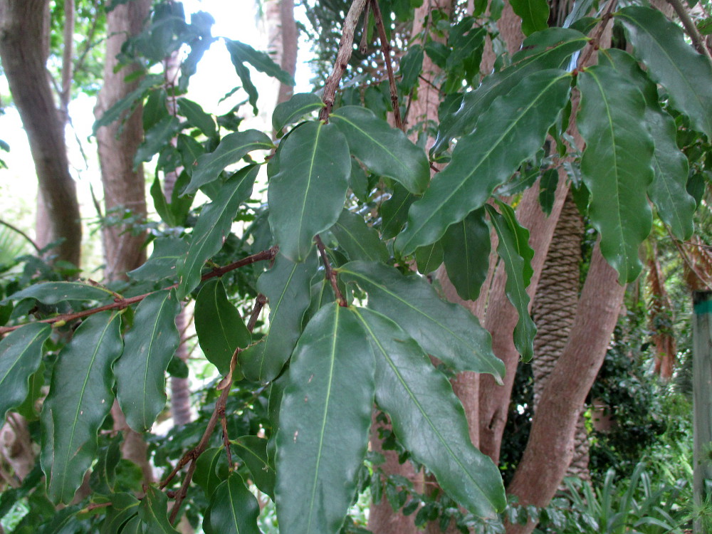 Image of Galpinia transvaalica specimen.