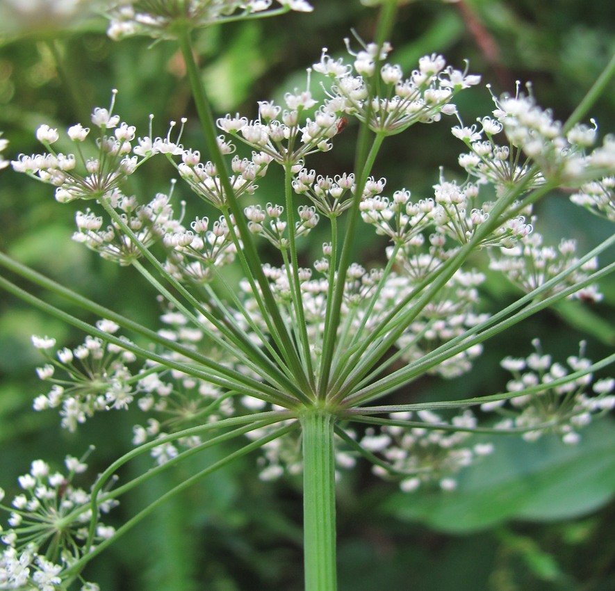 Изображение особи Rhizomatophora aegopodioides.