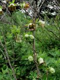 Codonopsis lanceolata. Часть побега с цветками и бутонами, вьющегося по ветви дерева. Приморье, окр. г. Находка, на лесной поляне. 19.08.2016.