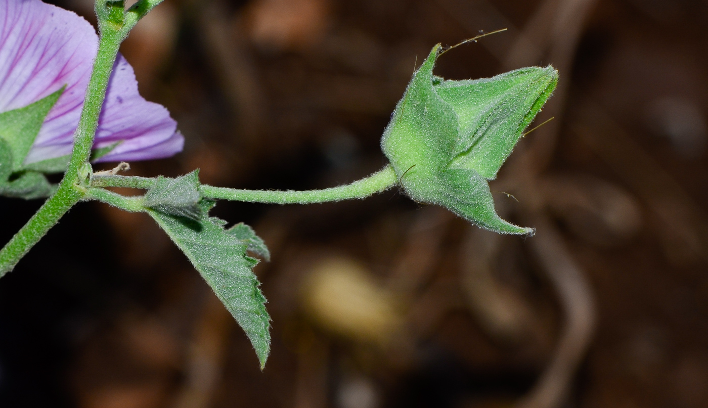 Изображение особи Malva punctata.