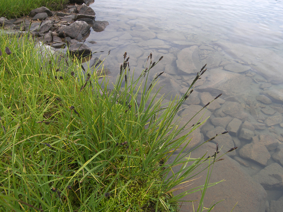 Image of Carex transcaucasica specimen.