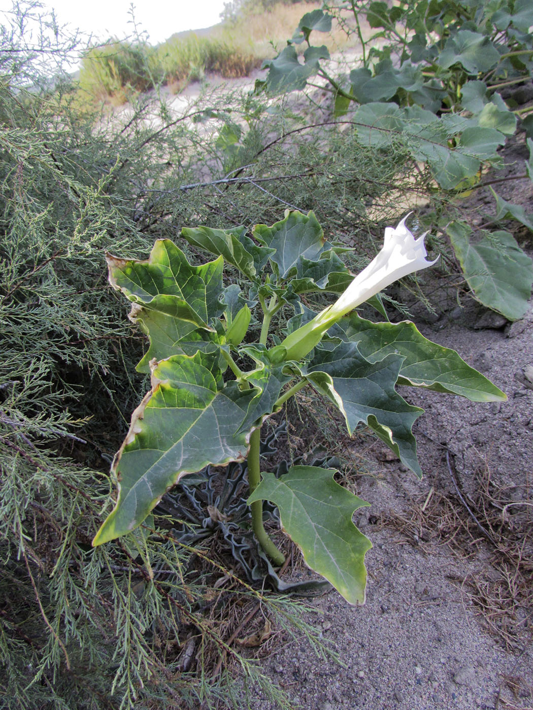 Image of Datura stramonium specimen.