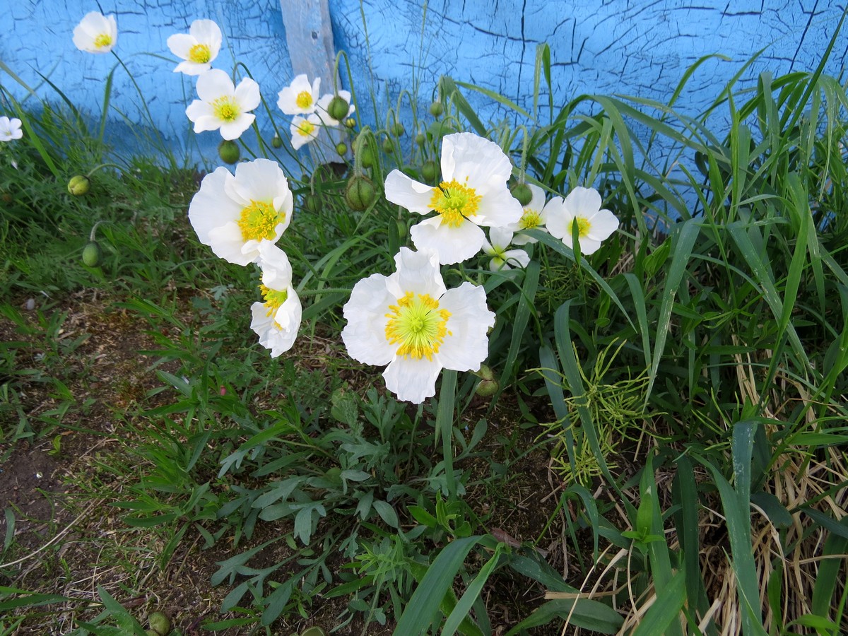 Image of Papaver pulvinatum ssp. lenaense specimen.