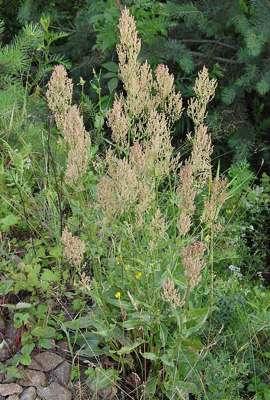 Изображение особи Rumex thyrsiflorus.