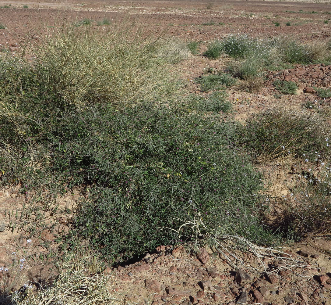 Image of Tephrosia apollinea specimen.